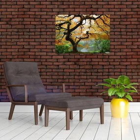Obraz na szkle żółtego klonu japońskiego, Portland, Oregon (70x50 cm)