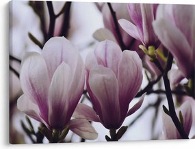Obraz - Magnolia (70x50 cm)