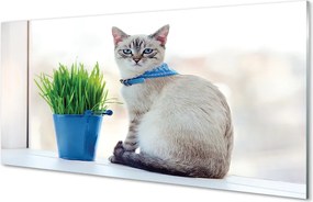 Panel szklany do Kuchni Dostojny Siedzący Kot