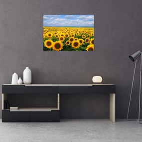 Obraz pola słoneczników (70x50 cm)