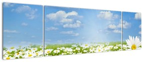 Obraz kwitnącej łąki ze stokrotkami (170x50 cm)