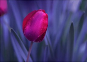 Obraz na szkle pąka tulipana (70x50 cm)