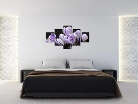 Obraz - Fioletowe krokusy (125x70 cm)