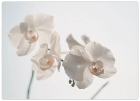Obraz na szkle białej orchidei (70x50 cm)
