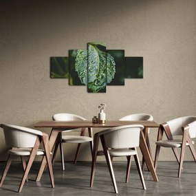 Obraz - krople na liściu (125x70 cm)
