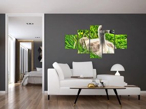 Obraz - mały łabędź w trawie (125x70 cm)