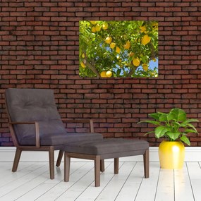 Obraz - Drzewo cytrynowe (70x50 cm)