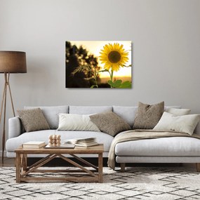 Obraz na szkle - słonecznik (70x50 cm)