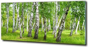 Foto obraz szkło hartowane Brzozowy las
