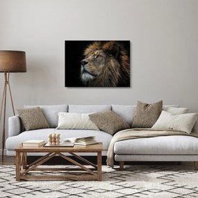 Obraz na szkle - Majestatyczny lew (70x50 cm)