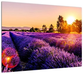 Obraz pola lawendy, Prowansja (70x50 cm)
