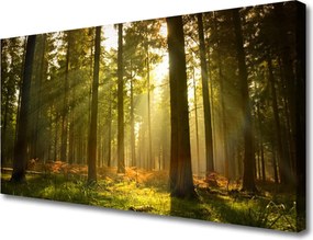 Fotoobraz na płótnie Bór Sosnowy w Słońcu