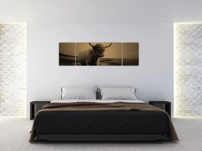 Obraz - Szkocka krowa na wolności (170x50 cm)