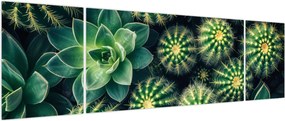 Obraz - Kaktusy (170x50 cm)