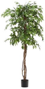 Sztuczny fikus (wysokość 180 cm) Ficus – Kave Home