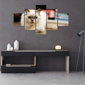 Obraz białego kota (125x70 cm)