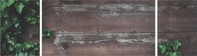 Obraz - Bluszcz (170x50 cm)
