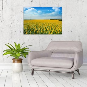 Obraz na szkle - ciąg słoneczników (70x50 cm)