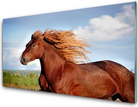 Panel Kuchenny Szlachetny Koń W Galopie