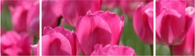 Obraz - Różowe tulipany (170x50 cm)