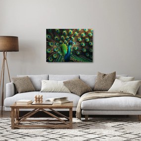 Obraz na szkle – Paw (70x50 cm)
