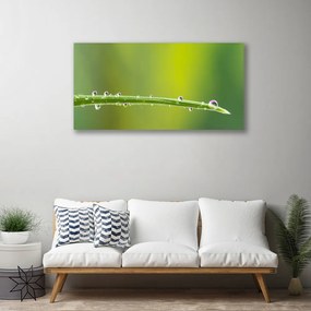 Obraz canvas Aksamitna Róża w Rozkwicie