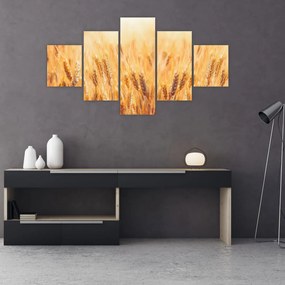 Obraz - pole z ziarnami (125x70 cm)