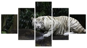Obraz - Tygrys albinos (125x70 cm)