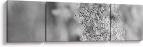 Obraz - Trawa pampasowa Boho (170x50 cm)
