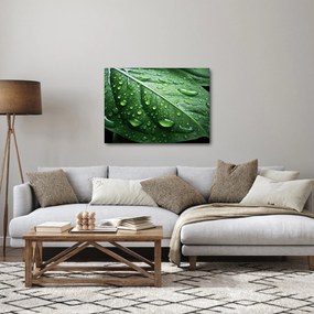 Obraz - Szczegół liścia po deszczu (70x50 cm)