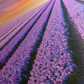 Obraz - farma kwiatów (70x50 cm)