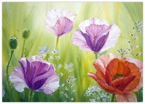 Obraz na szkle - Maki (70x50 cm)