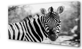 Zdjęcie na płótnie Zebra w Stylu Retro