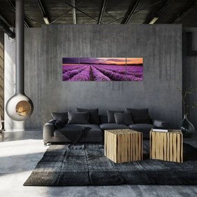 Obraz - Pole lawendy o zachodzie słońca (170x50 cm)