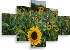 Obraz - Sunflower Field II. (125x70 cm)
