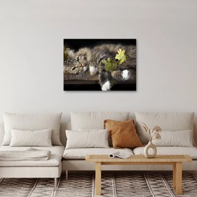 Obraz - Leżący kot (70x50 cm)