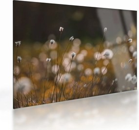 Obraz na szkle - Łąka z trawą bawełnianą N⁰2 (70x50 cm)
