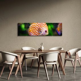 Obraz ryby (170x50 cm)