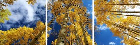 Obraz - Aspen (z zegarem) (90x30 cm)
