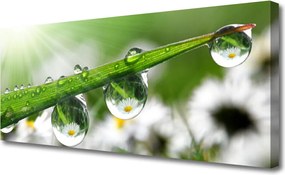 Obraz canvas Poranna Rosa na Trawie