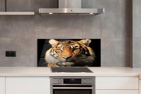 Panel szklany do Kuchni Skradający się Drapieżnik