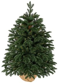 Choinka sztuczna w doniczce PE Jodła Wdzięczna 80cm