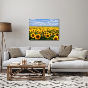 Obraz pola słoneczników (70x50 cm)