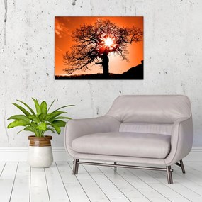 Obraz na szkle - Dąb o zachodzie słońca (70x50 cm)