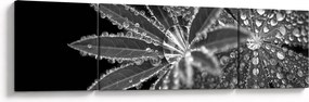 Obraz - Krople (170x50 cm)