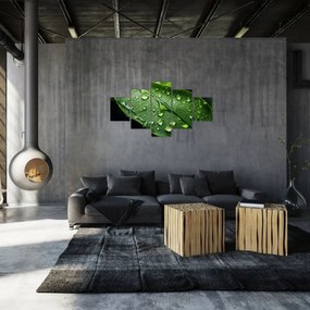 Obraz - Liść po deszczu (125x70 cm)
