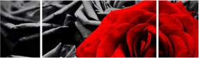 Obraz - Róże (170x50 cm)