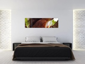 Obraz wiewiórki (170x50 cm)