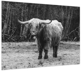 Obraz - Szkocka krowa 3, czarno - biały (70x50 cm)