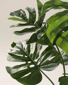 Monstera Mini w doniczce 90 cm